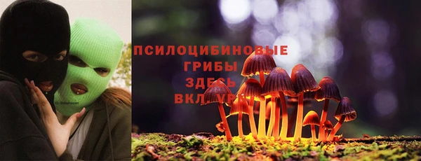 сатива Беломорск